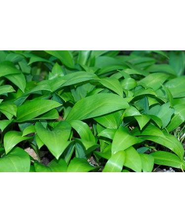 Bresc Wild Garlic Pesto - 3x450g | Flavor-Intensive Herbal Mixture for Cold & Warm Dishes - International Shipping Available - Buy Online on GoSupps.com