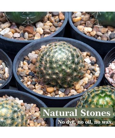 2.5lb Mixed Color Decorative Rocks for Plants - Natural Pea Gravel for Succulents, Vases, Fish Tanks - Matte Texture, 1/5 Inch - Buy Online on GoSupps.com