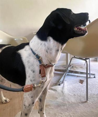 Leisegr n Adjustable Paracord Dog Collar - Devon Model - Blue XL | Durable Nylon Dog Collar for Large Breeds - Buy Online on GoSupps.com