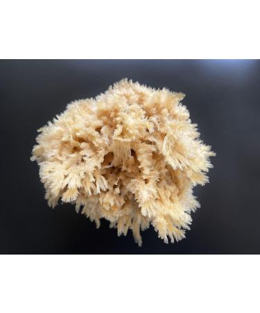 Premium Sea Wool Art Sponge: Professional Grade for Painting, Decorating, Texturing, and More - Buy Online on GoSupps.com