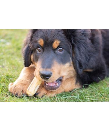 Wildfang Coffee Wood Dogs | Durable 100% Natural Chewing Root for Small Breeds (XXS) - Safe & Splinter-Free Chew Toy for Dogs & Puppies Up to 5 kg - Buy Online on GoSupps.com