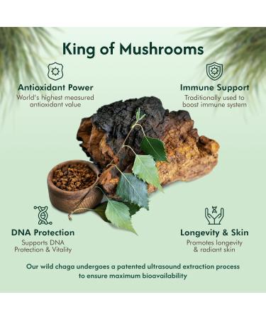 Chaga Organic Mushroom Extract - Next-Gen Ultrasound Extraction, Wild Harvested in Arctic Finland, 100% Fruiting Body, Ultra Potent Tincture for Immune, DNA & Gut Health Support, USDA Certified, 50ml Organic Wild Chaga - Buy Online on GoSupps.com