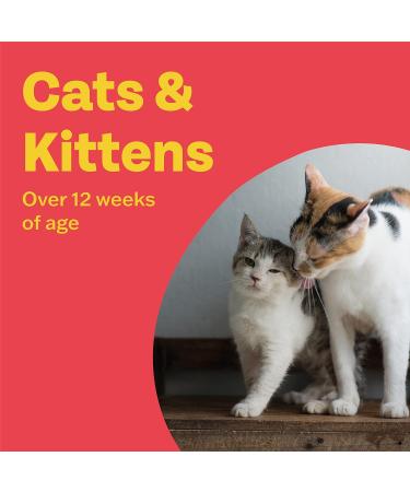 Bob Martin Clear Wormer for Cats - 2 Tablets | Clinically Proven Treatment for Kittens - Buy Online on GoSupps.com