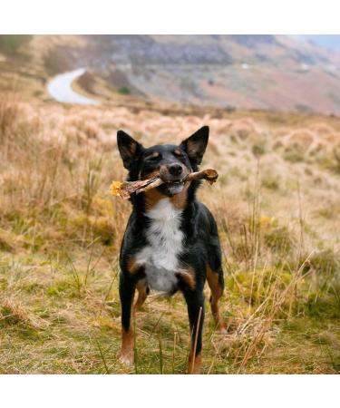 SKIPPER'S Wolf Fish Skin Twists - Grain Free Dog Treat Great for Dogs Teeth Handmade & Gently Air Dried Healthy Natural Dog Dental Sticks | Long Lasting Hypoallergenic Chew Treats Regular (250g) Regular 250 g (Pack of 1) - Buy Online on GoSupps.com