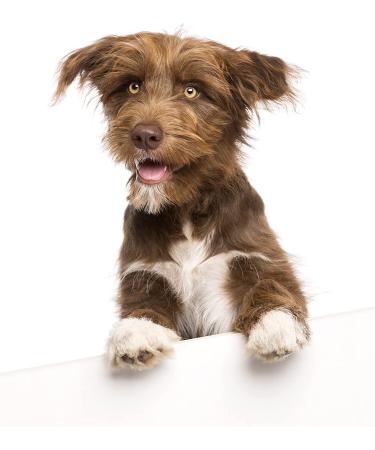 PetSilver Wound Spray - All Natural Pain Relief for Hot Spots, Wounds & Burns | Vet Formulated in USA - Buy Online on GoSupps.com