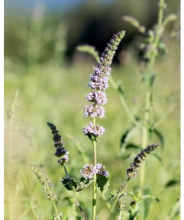 Herb Pharm Breath Refresher Certified Organic Herbal Fresh Breath Spray with Spearmint Essential Oil - 1/2 Ounce - Buy Online on GoSupps.com