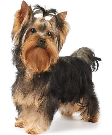 GROOMERSPRO 3/8 - 500 Count Latex Grooming Bands for Dogs | Premium Elastic Bands for Top Knots & Bows | Ideal for Maltese, Yorkie, Puppy Hair Styling - Buy Online on GoSupps.com