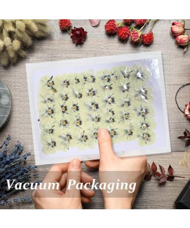 Dried White Pansy Flowers - 60 pcs for Resin Art, Jewelry, Candle Making & Crafts - Buy Online on GoSupps.com