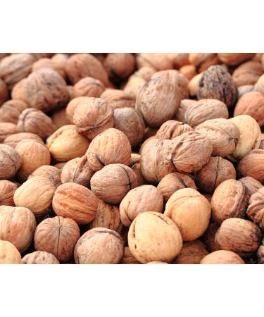 Buy 1 kg Natural Walnuts in Shell - 2022 New Harvest Vegan Gluten-Free Student Feed - 34-36 mm Size No Additives - Buy Online on GoSupps.com