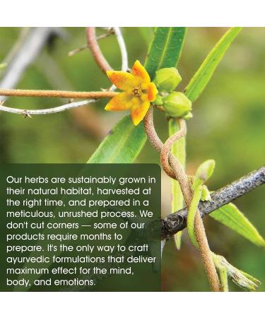 Maharishi Ayurveda Elim-Tox-O: Gentle Body Detox Supplement for Colon Cleanse & Gut Health - Liver & Blood Toxin Remover (60 Tablets) - Buy Online on GoSupps.com