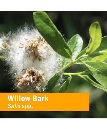 Herb Pharm Willow Bark Liquid Extract 1oz for Minor Pain Relief - Pack of 1 - Buy Online on GoSupps.com