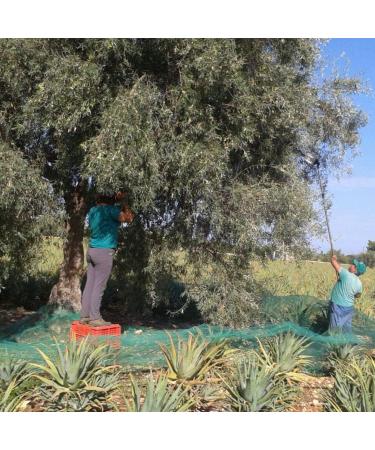 Olive Oil 2L Extra Vergine Organic 100% Italian Sicilian Olive Cold Extracted Brass - Buy Online on GoSupps.com