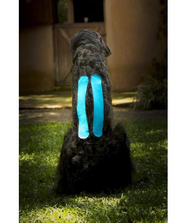 Buy Vetkin Vetkintape Kinesiology Tape for Animals - 6cm*5m | Kinesiotape for Horses & Dogs | Latex-free T V-certified 25% Stronger Adhesive - Buy Online on GoSupps.com