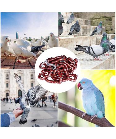 50 Multicolored Aluminum Pigeon & Chicken Leg Rings - Bird Identification Foot Rings & Accessories - Buy Online on GoSupps.com
