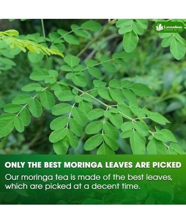 Lavendium Premium 75 Moringa Leaf Tea Bags 100% Natural and Pure from Moringa Leaves. Made with Eco-Conscious Tea Bags Moringa Leaf Herbal Tea. No Sugar No Caffeine No Gluten Vegan. - Buy Online on GoSupps.com