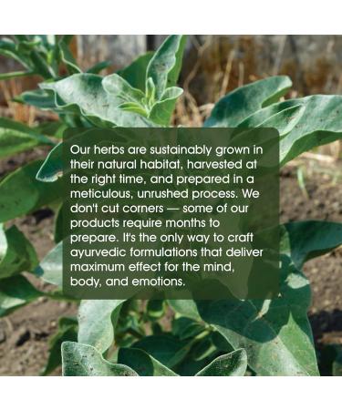 Maharishi Ayurveda Organic Ashwagandha - Vegan Stress Relief Supplement | Mood Enhancer & Energy Booster | 60 Gluten-Free Herbal Tablets 500 mg - Buy Online on GoSupps.com