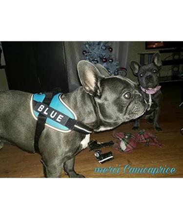 2 custom labels for julius k9 harnesses 12 x 3cm - Buy Online on GoSupps.com