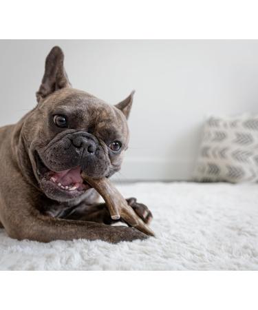 EZ Antler Chews - Deer Antlers for Dogs - Small Whole (2 Pack) - Dogs Under 10Lbs - Dog Treats Dog Chews - Marrow Bone Dog Treats - Naturally Shed Preservative Free Cruelty Free - Antler Dog Chew - Buy Online on GoSupps.com
