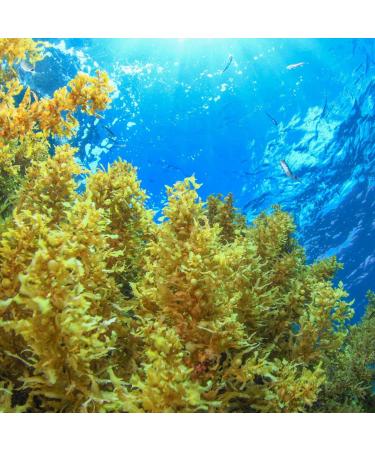 SBC Sea Minerals & Blue Algae Body Wash (300ml) - Buy Online on GoSupps.com