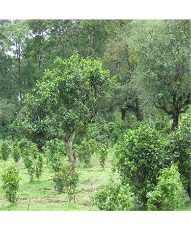 HELLOYOUNG 100g Th blanc parfum biologique chinois Old Tree yue guang bai au go t doux Aliment vert et sans additifs - Buy Online on GoSupps.com