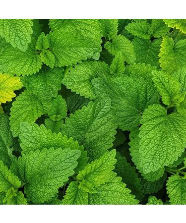 KMC NRG Gel+ 10 Pack Fast Release Long Lasting Energy Gels Mint Flavor 70g - Buy Online on GoSupps.com