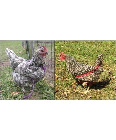 Buy XX-Large Blue Aviator Bird Harness | Best International Shipping for Pet Safety - Buy Online on GoSupps.com