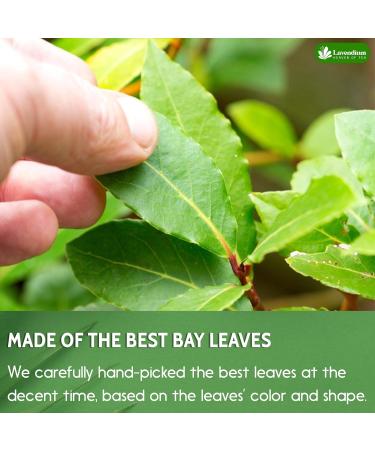 Lavendium Premium 40 Bay Leaf Tea Bags 100% Natural & Pure from Bay Leaves. Loose Leaf Bay Herbal Tea. Bay Leaf Tea. No Sugar No Caffeine No Gluten Vegan. - Buy Online on GoSupps.com