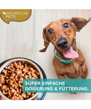 Gr nlippmussel Dog Supplement - 250g Natural Green Lip Powder for Joint Support - Test Winner for Dogs - High Acceptance Green Lip Shell Powder - Buy Online on GoSupps.com