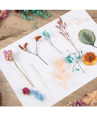 Pressed Dried Flowers Kit with Tweezers - Colorful Real Dried Flowers for Resin Jewelry DIY - Buy Online on GoSupps.com
