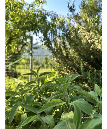 Armu Sauge S ch e Concass e 40g R colt e la Main S chage Doux Usage Alimentaire et aussi pour Tisane Th Infusion - Buy Online on GoSupps.com