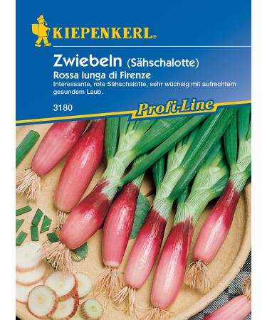 Onions Spring onions Rossa Lunga di Firenze Red from Florence red