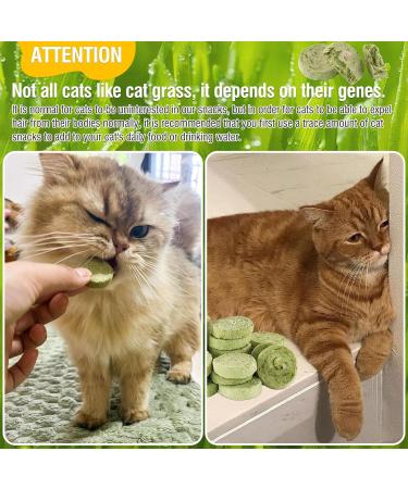 90g Cat Grass Treats Cat Grass Teething Stick for Hairball Remove and Teeth Cleaning Edible Cat Grass Stick Snack - Buy Online on GoSupps.com