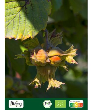 Biojoy BIO Hazelnuts raw and unsalted 250 g - Buy Online on GoSupps.com