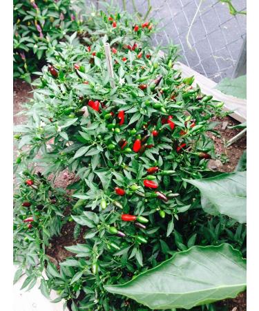 Plentree Thai Piccolo Hot Pepper 30 Semi biologici Pepper