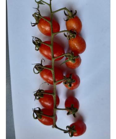 100 SEMI POMODORI-10 VARIETA'-Collezione 3-Sun Chocolat-Bonsai-PERINO Giallo-Lemon ICE-GARGAMEL-DARRETINO Ivory-Blue Berries-DATTERINO DATTORED-ZEBRINO-CILIEGINO Nano