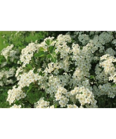 Health Embassy Hawthorn Flower Tea (Crataegus L.) - 50g | Premium Herbal Tea for Heart Health | International Shipping Available - Buy Online on GoSupps.com
