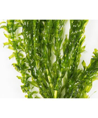 Elodea Densa Aquarium Plants Oxygenating Plant 5-500 Strands (25) - Buy Online on GoSupps.com