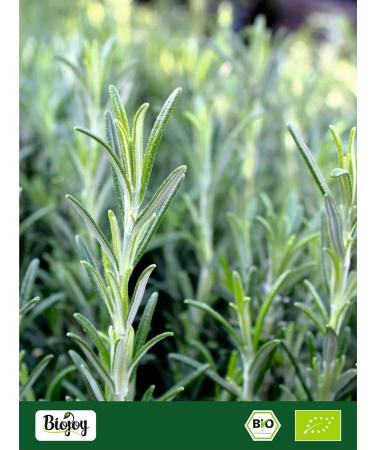 Biojoy Organic ground rosemary (500g) Rosemary powder (Salvia rosmarinus L.) - Buy Online on GoSupps.com