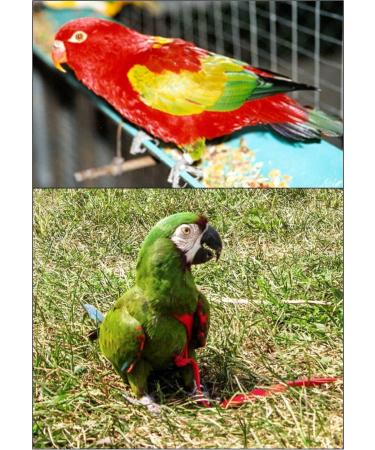 Aviator Bird Harness & Leash - Made in America | Best for Parrots & Birds | International Shipping - Buy Online on GoSupps.com