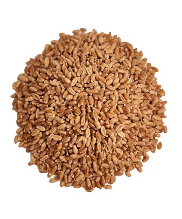 Hard Red Spring Wheat Berries, Non-GMO, Kosher, Raw, Bulk Seeds, Product of the USA (5 lbs)