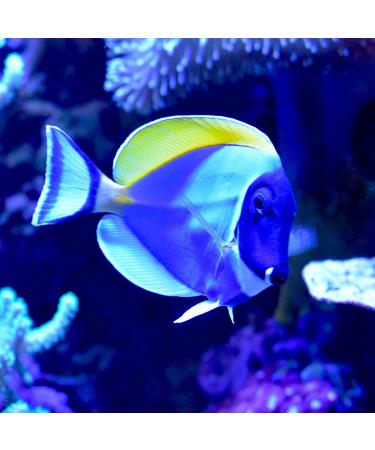 Cupramine Removal Guide: Use Carbon or CupriSorb for Effective Copper Absorption in Aquariums - Buy Online on GoSupps.com