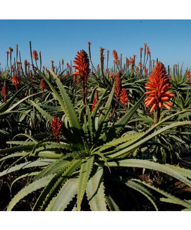  VONDERWEID Organic Aloe Arborescens leaves of Sicilian cultivation in open air | Quality leaves to make Aloe Arborescens juice - Aloe Arborescens Gel and Aloe Padre Zago | (2 kg) - Buy Online on GoSupps.com