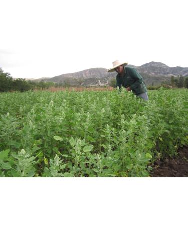 4 x 500 g Quinoa white organic - Buy Online on GoSupps.com