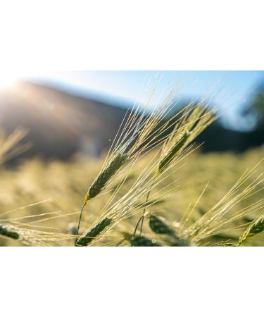  Prometeo Prometeo Integral "Farret" headlight fusilli - 30 g - Buy Online on GoSupps.com