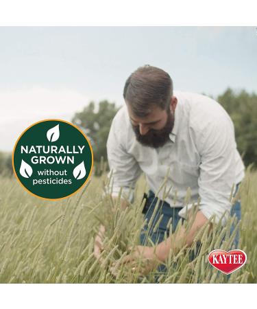 Kaytee Timothy Wafer-Cut Hay for Rabbits & Small Animals - 3.75 Pound Pack - Buy Online on GoSupps.com