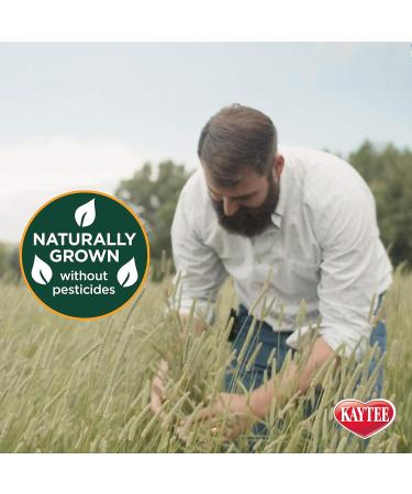 Kaytee Natural Timothy Hay High Fibre Food 1.4 kg Hay 1.4 kg (Pack of 1) - Buy Online on GoSupps.com
