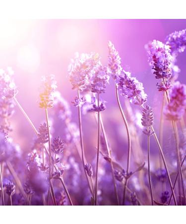 Petal Fresh Lavender Bath & Shower Gel 16 fl oz - Soothing Pure Formula - Buy Online on GoSupps.com