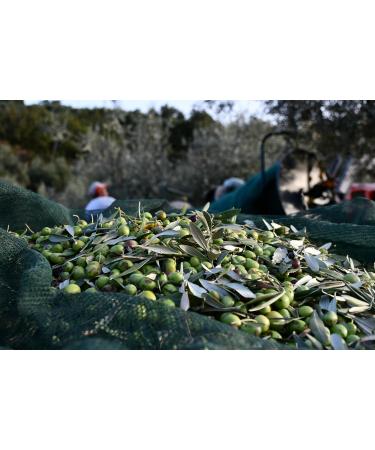 MIRACCO 100% Italian Organic Calabrian Extra Virgin Olive Oil Cold Pressed 500 ml - Buy Online on GoSupps.com