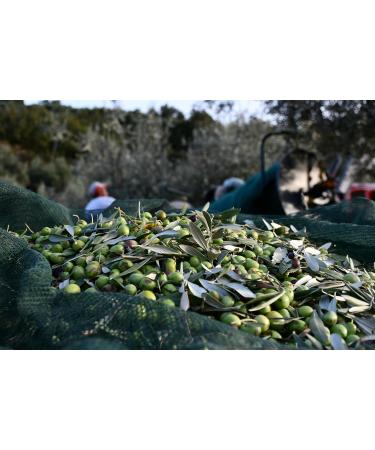  MIRACCO MIRACCO - 100% Organic Italian Calabrian Extra Virgin Olive Oil 500 ml - Buy Online on GoSupps.com