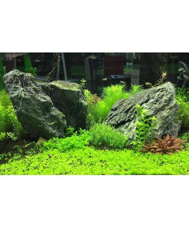 Flourish Advance 500ml - Buy Online on GoSupps.com